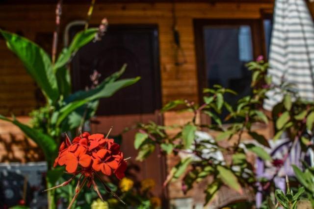 Backyard Apartment Ohrid Ngoại thất bức ảnh